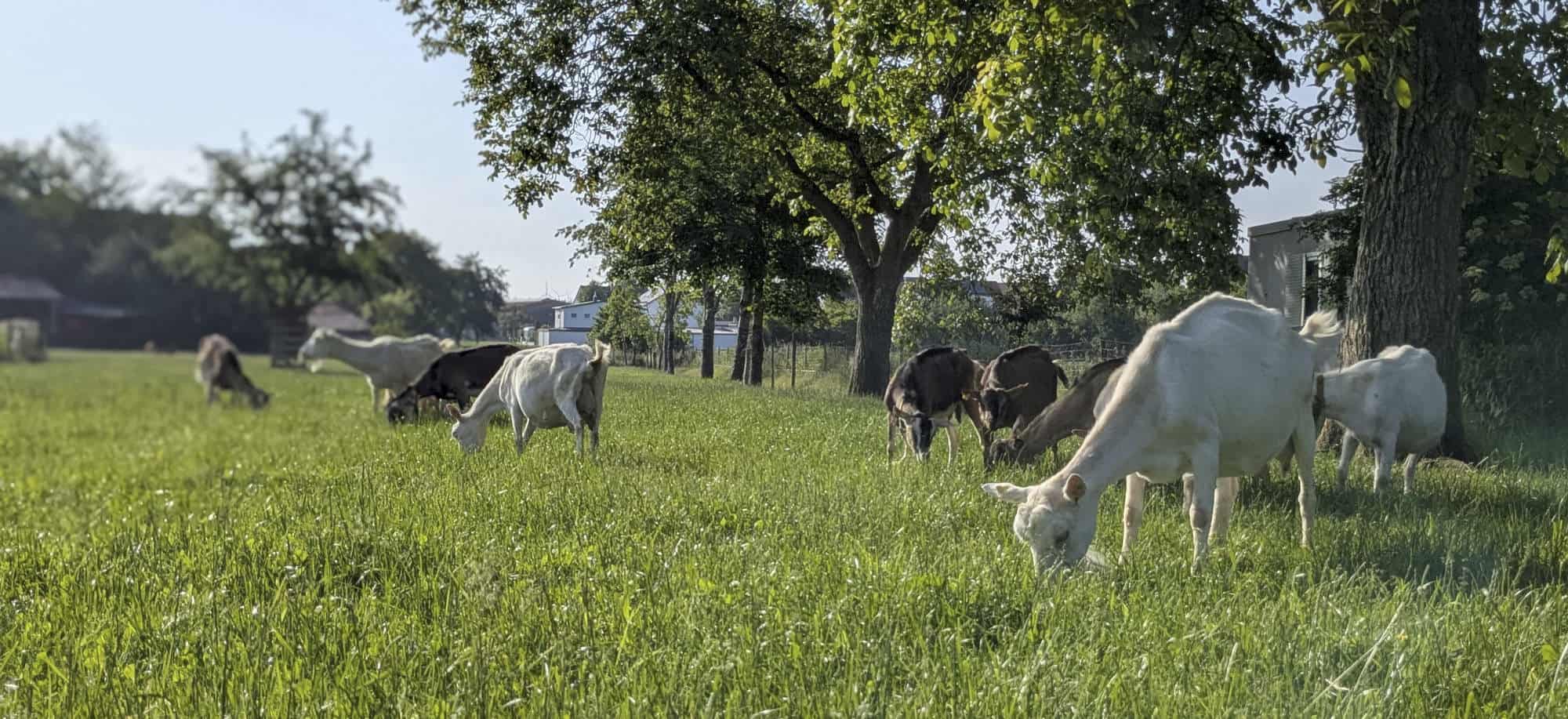 Ziegen auf der Weide des Rattstadter Milch und Käsehofs